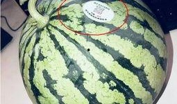 会长吃瓜网红,网红圈风云再起